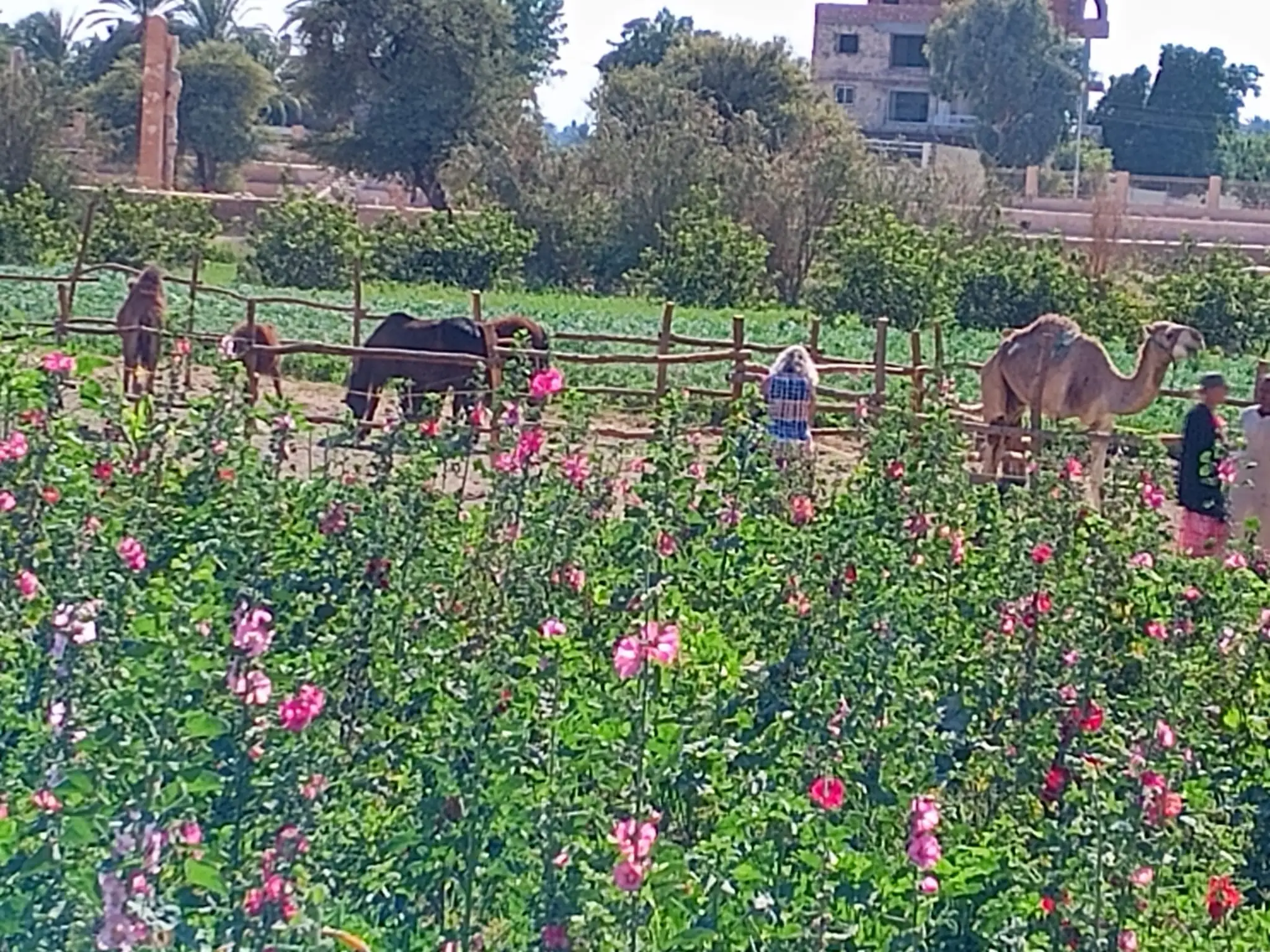 Egypte reis